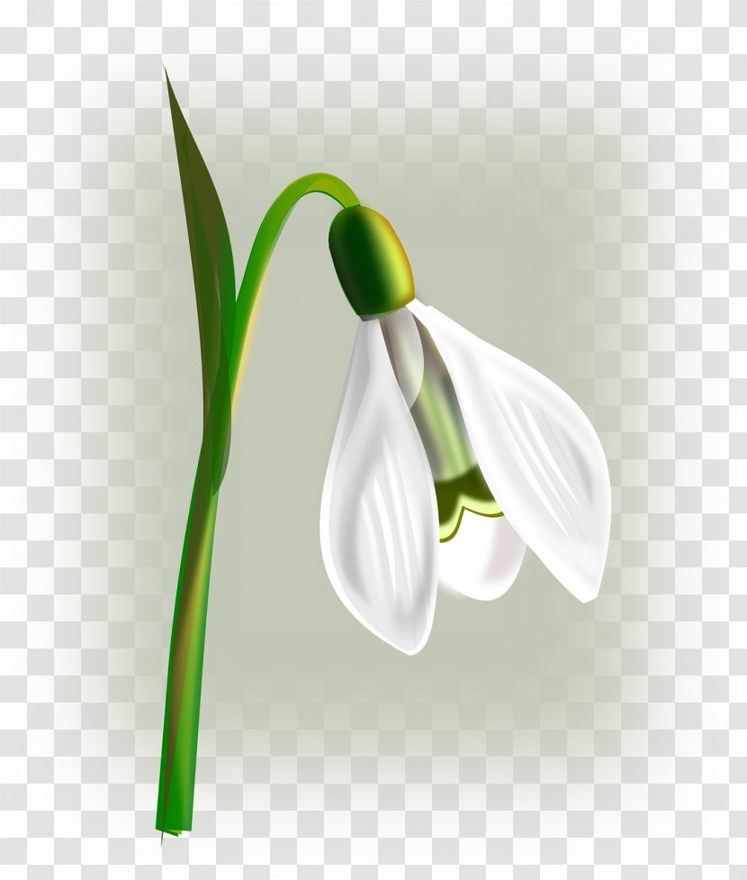Snowdrop Flower Clip Art - Plant Stem - Whitecollar Transparent PNG
