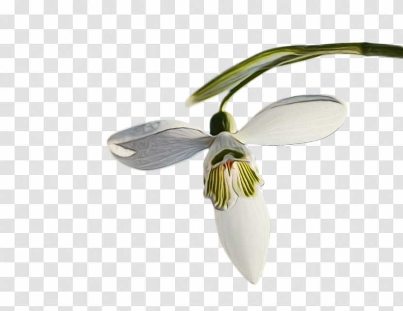 Flower Snowdrop Galanthus M Plants Biology Transparent PNG
