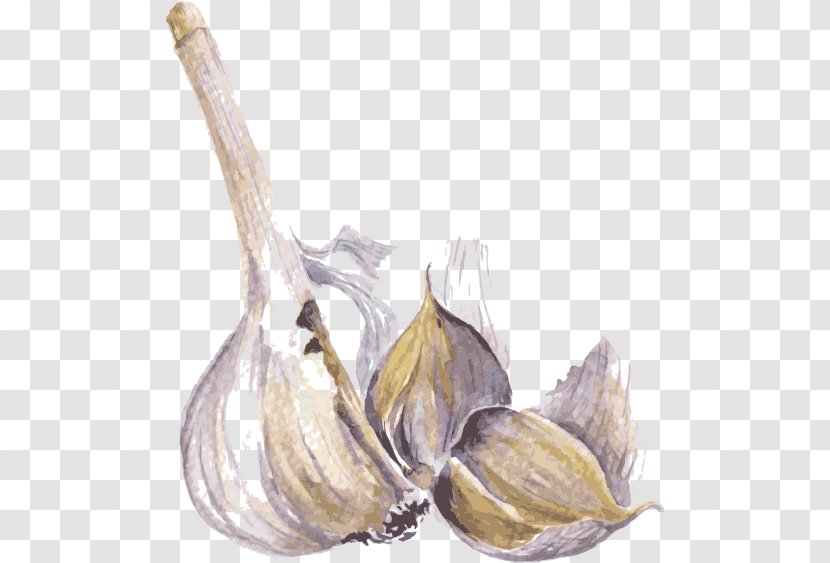 Watercolor Painting Drawing Spice Illustration - Garlic Vector Transparent PNG