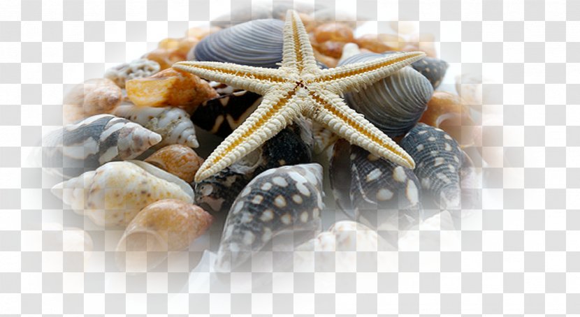Shore Bank Seashell Starfish Transparent PNG