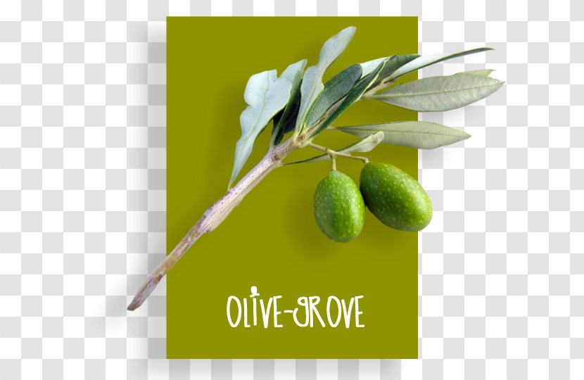 Olive Oil Product Brand + M - Fruit - Grove Transparent PNG