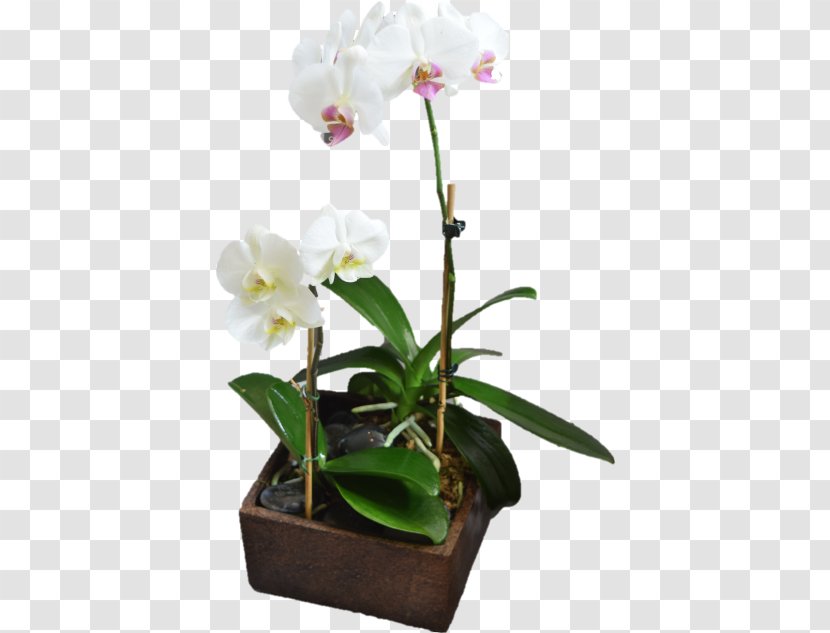 Beautiful Bouquets & Baskets Florist Moth Orchids Cut Flowers Plants - Plant Stem - Concrete Cubes Burial Transparent PNG