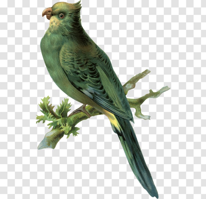 Budgerigar Parakeet Finches Clip Art - Bird - Loros Transparent PNG