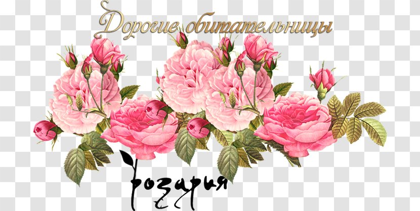 Vintage Roses: Beautiful Varieties For Home And Garden Cabbage Rose Clothing Pink Flowers Scrapbooking - Rosa Centifolia - Flower Transparent PNG