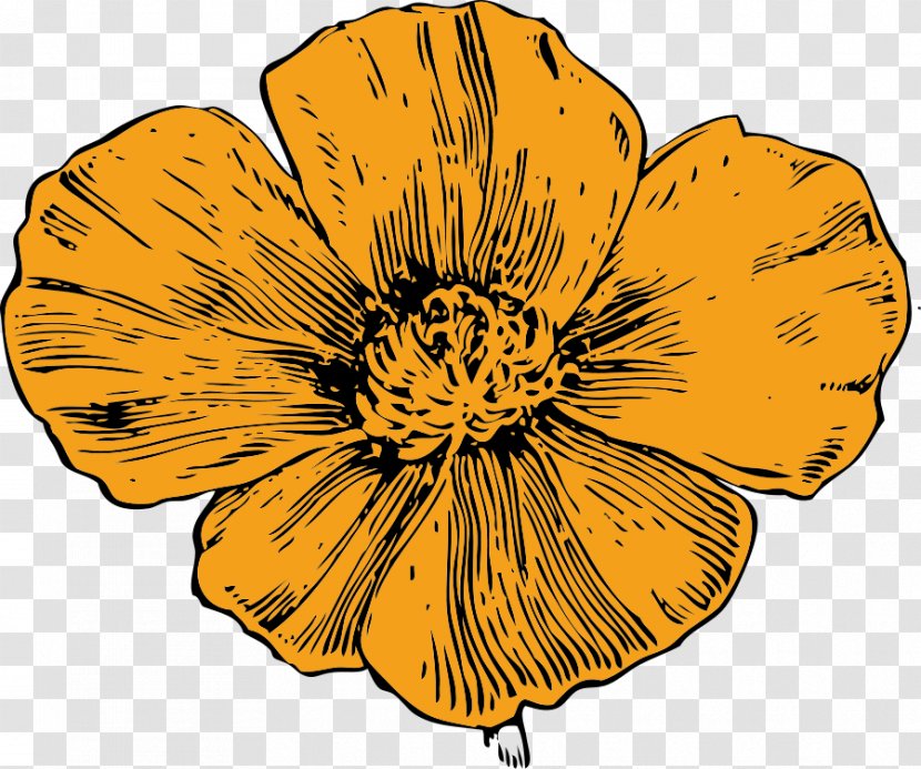 California Poppy Clip Art - Sunflower - Quail Transparent PNG