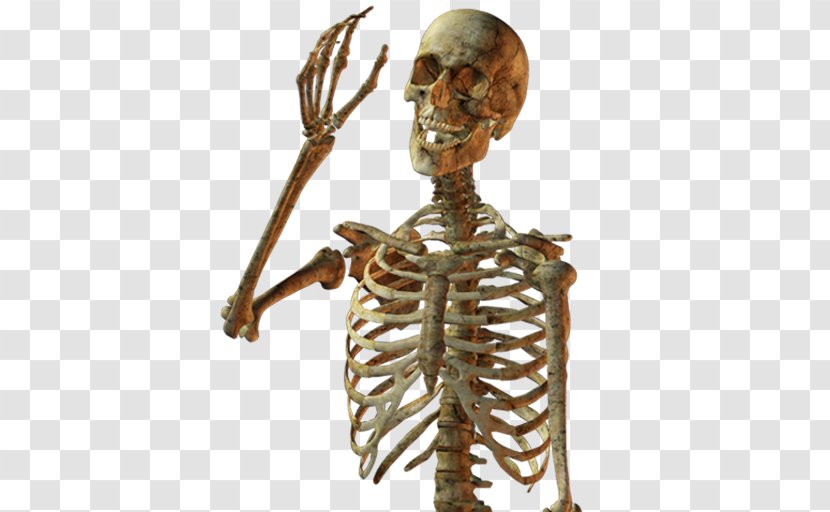Human Skeleton Skull Bone - Tiff Transparent PNG