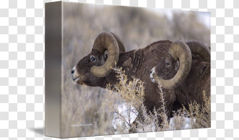 Fauna Snout Wildlife - Sheep - Horns Transparent PNG