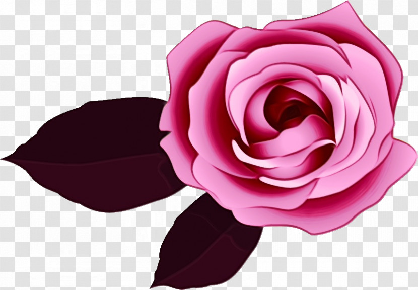 Garden Roses Transparent PNG