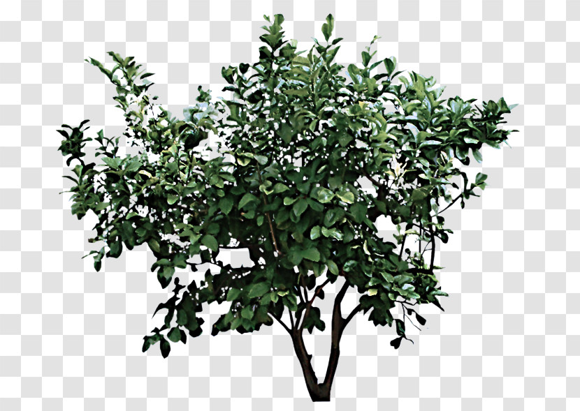 Flower Plant Tree Woody Plant Branch Transparent PNG