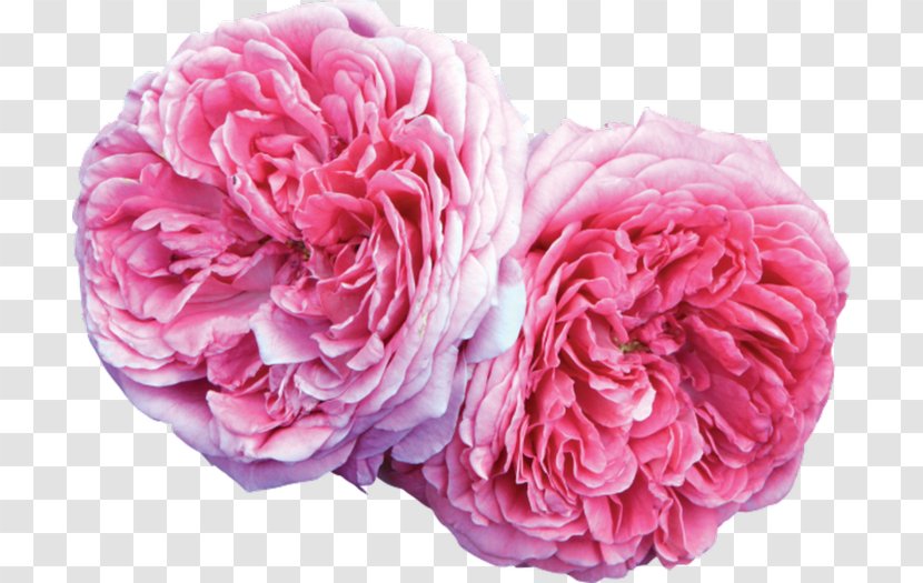 Damask Rose Oil French Heirloom Plant Seed - Order - Family Transparent PNG