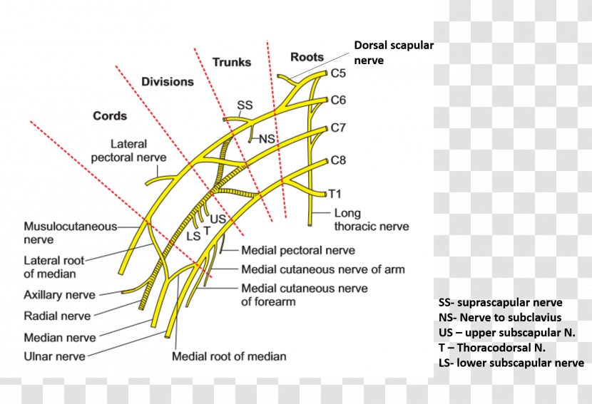 Brachial Plexus Artery Axillary - Diagram - The Upper Arm Transparent PNG