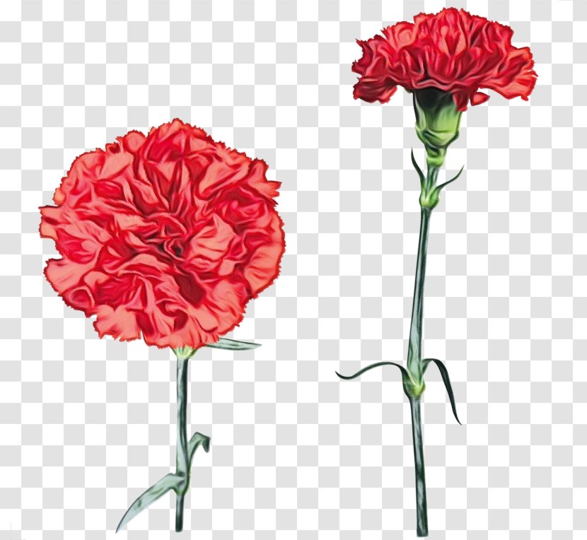 Flower Plant Carnation Cut Flowers Red - Petal - Dianthus Transparent PNG