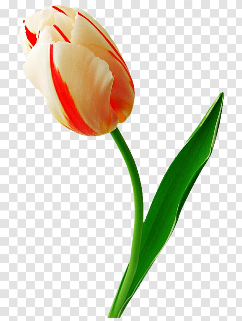 Tulip Flower Clip Art - Plant Transparent PNG