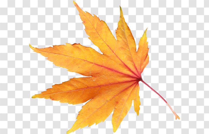 Autumn Leaf Color Transparent PNG
