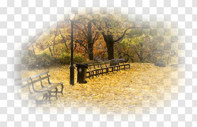 Central Park Urban Ontario Parks Autumn In New England Transparent PNG