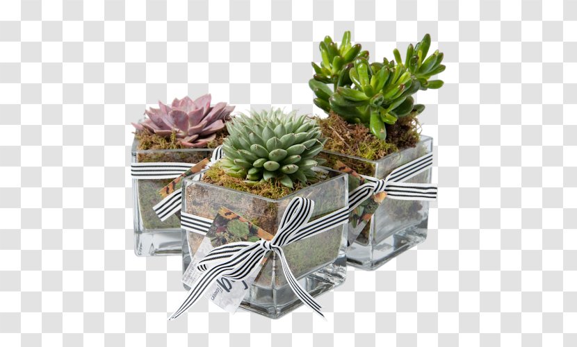 Houseplant Succulent Plant Cactaceae Flowerpot - Bromeliads Transparent PNG