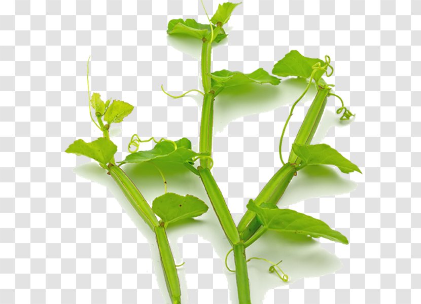 Veld Grape Leaf Herb Plant Cayratia Trifolia - Root Transparent PNG