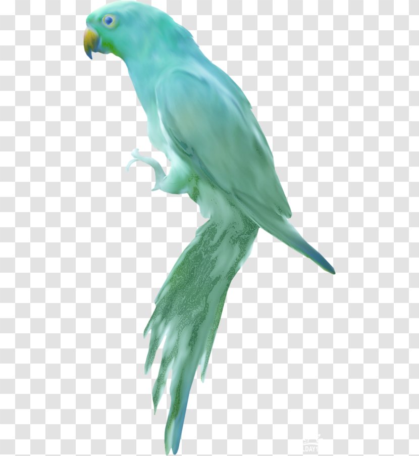 Budgerigar Lovebird Heron Parakeet - Beak - Bird Transparent PNG