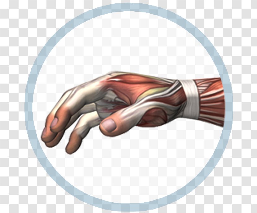 Thumb - Hand - Design Transparent PNG