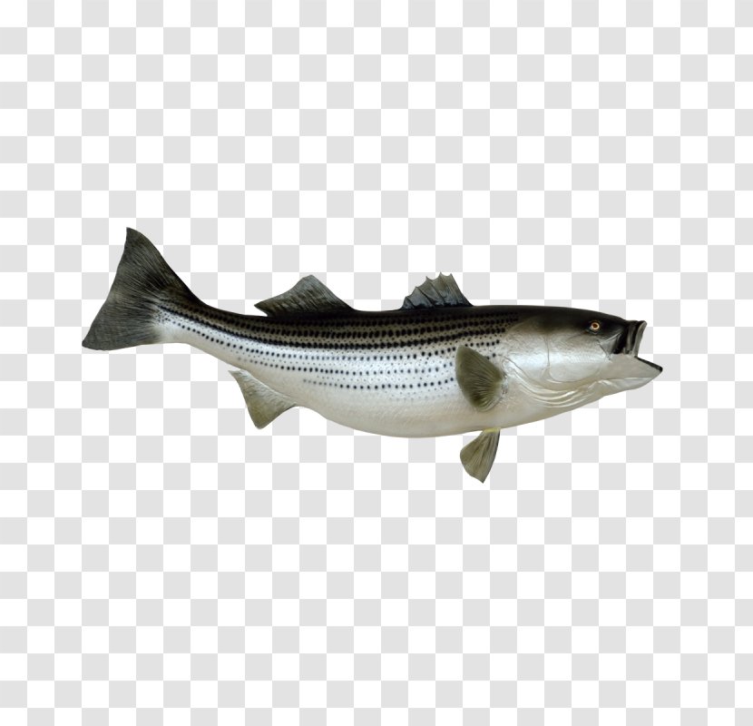 Striped Bass Fishing Stock Photography Clip Art - Oily Fish - Royaltyfree Transparent PNG