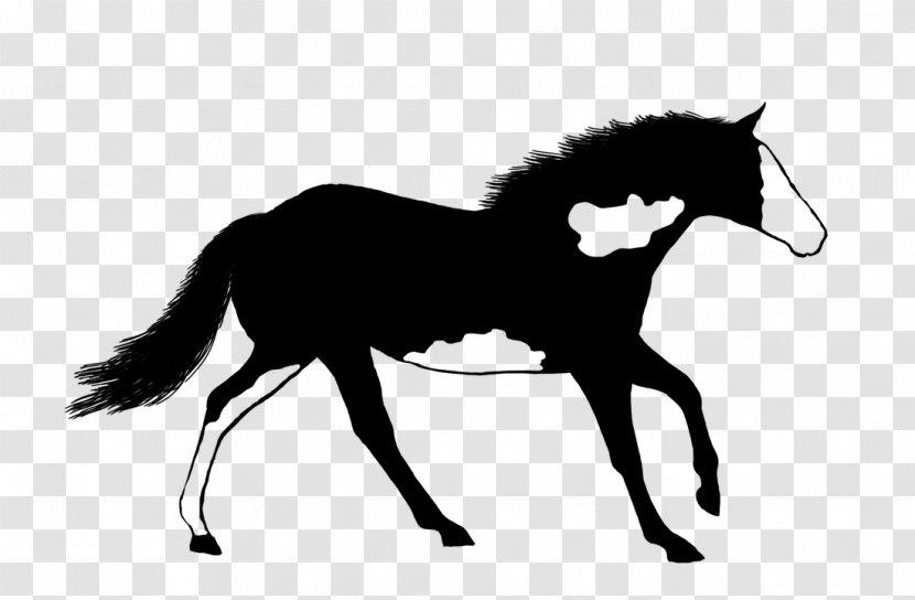 American Paint Horse Mustang Stallion Foal Mare Transparent PNG