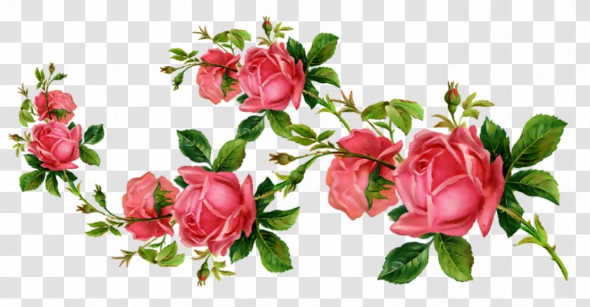 Garden Roses Cut Flowers Clip Art - Rosa Centifolia - Flower Transparent PNG