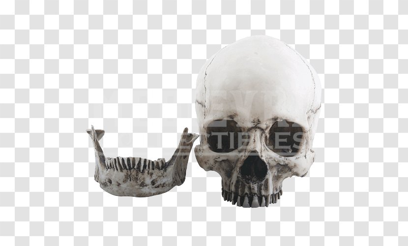 Skull Skeleton Sculpture Figurine - Statue Transparent PNG