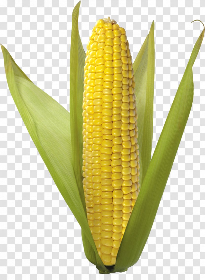 Corn On The Cob Maize Popcorn Transparent PNG