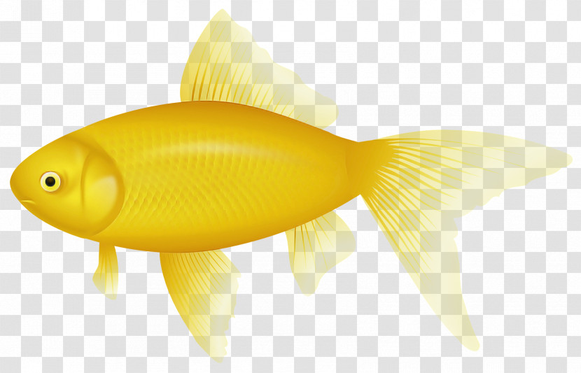 Fish Fin Fish Yellow Goldfish Transparent PNG
