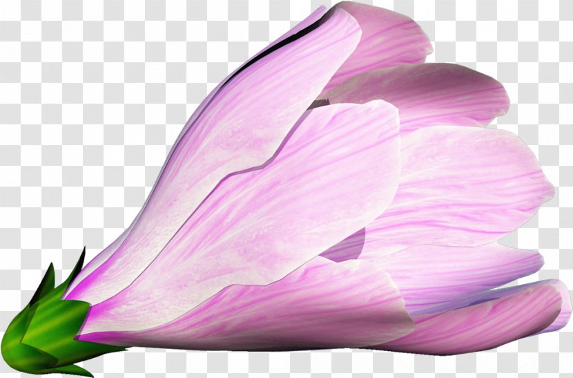 Author Flower Tulip Album - Bud Transparent PNG