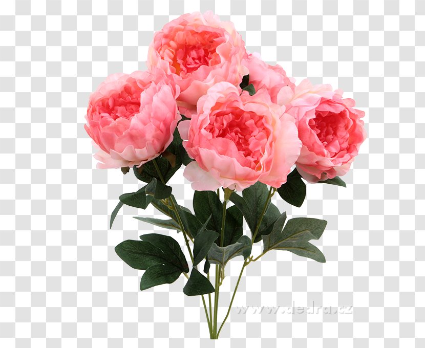 Garden Roses Cabbage Rose Peony Cut Flowers Flower Bouquet - Pink Transparent PNG