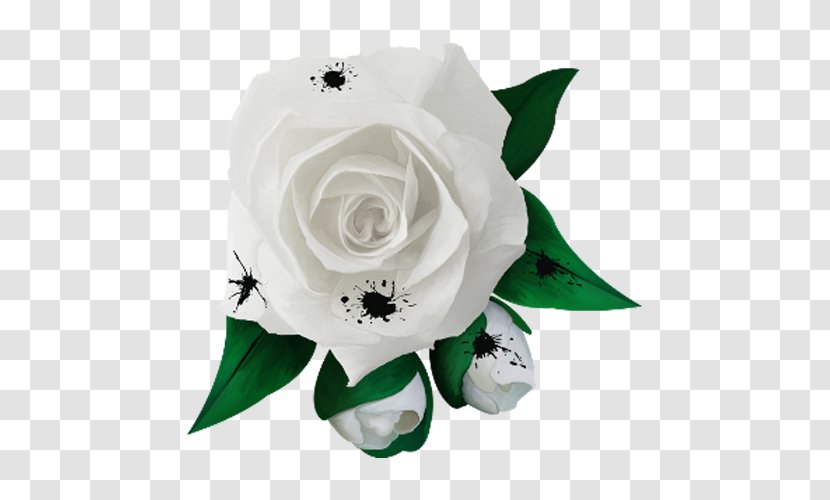Garden Roses Rosa Chinensis Xd7 Alba White - Rose Flower Transparent PNG