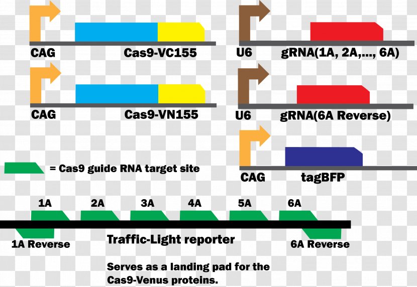 International Genetically Engineered Machine Cas9 Fusion Protein DNA-binding - Cell - Sequential Logic Transparent PNG