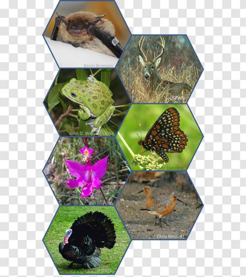 Conservation-reliant Species Wildlife Conservation Endangered - Animal - Nature Transparent PNG