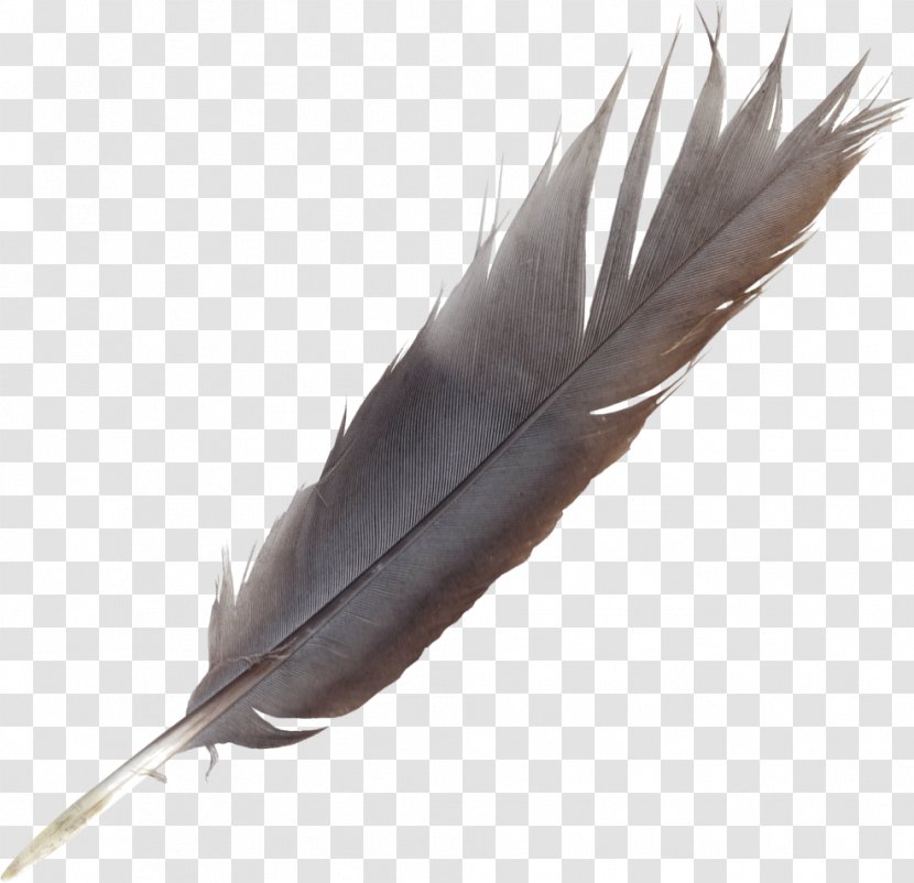 Bird Feather Quill Wing Transparent PNG