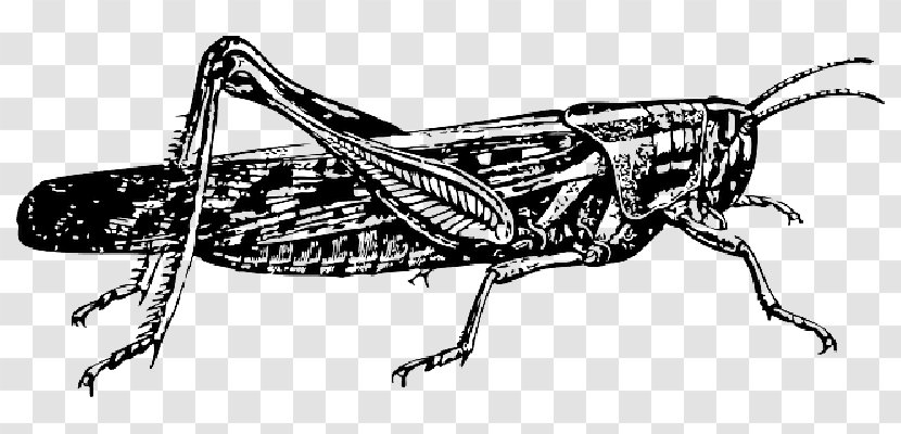 Insect Drawing The Ant And Grasshopper Locust - Visual Arts Transparent PNG