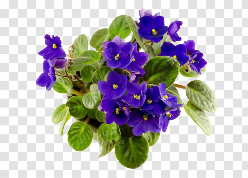 African Violet Photography - Stock - Purple Transparent PNG