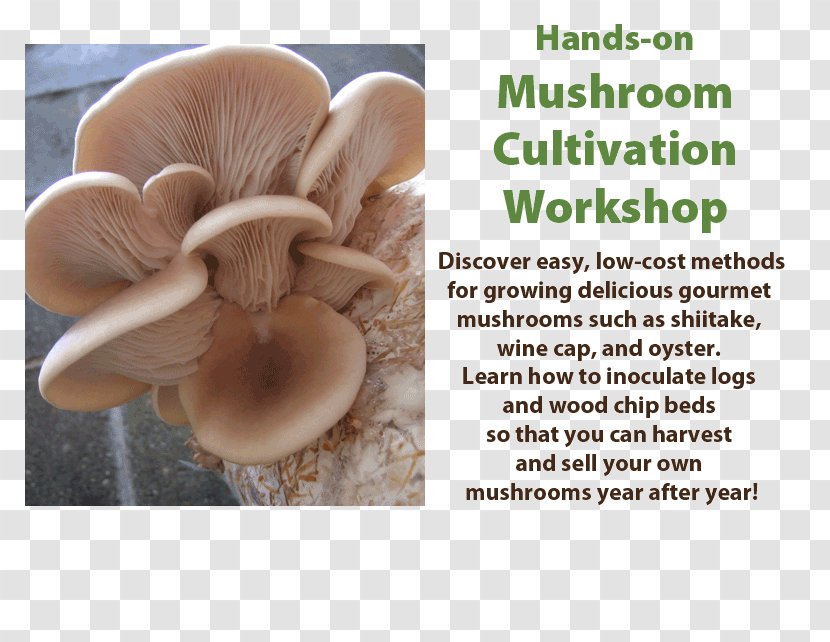 Oyster Mushroom Organism - Cultivation Workshop Transparent PNG