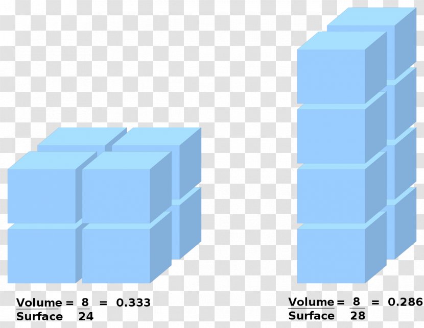 Allen's Rule Volume Science Bergmann's Surface Area - Flower Transparent PNG