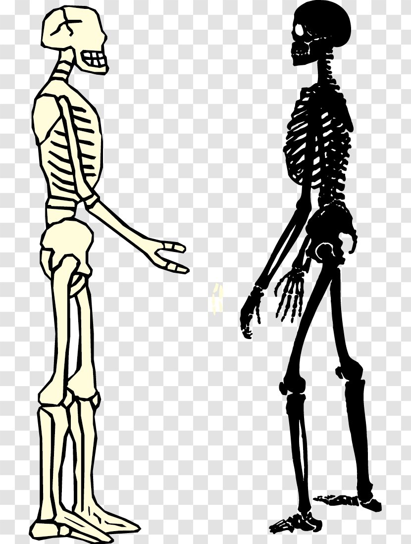 Human Skeleton Homo Sapiens Bone - Art - Male And Female Transparent PNG