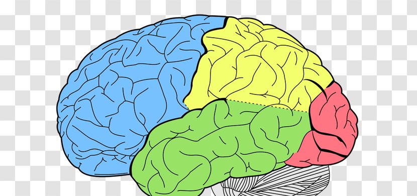 Lobes Of The Brain Human Temporal Lobe Frontal - Flower Transparent PNG