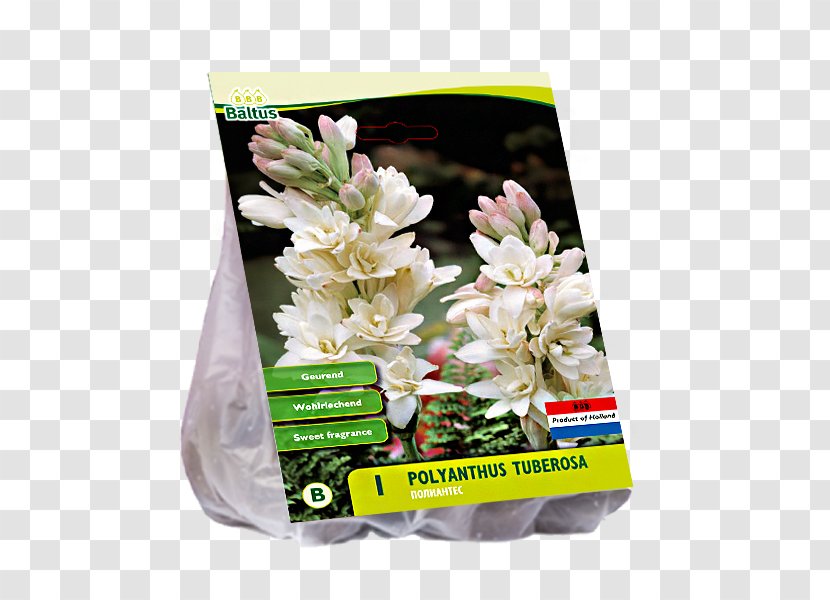 Tuberose Cut Flowers Van Zyverden Inc - Polianthes Transparent PNG