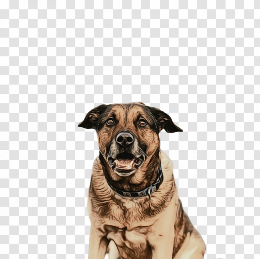 Dog Snout Leash Breed Groupm Transparent PNG