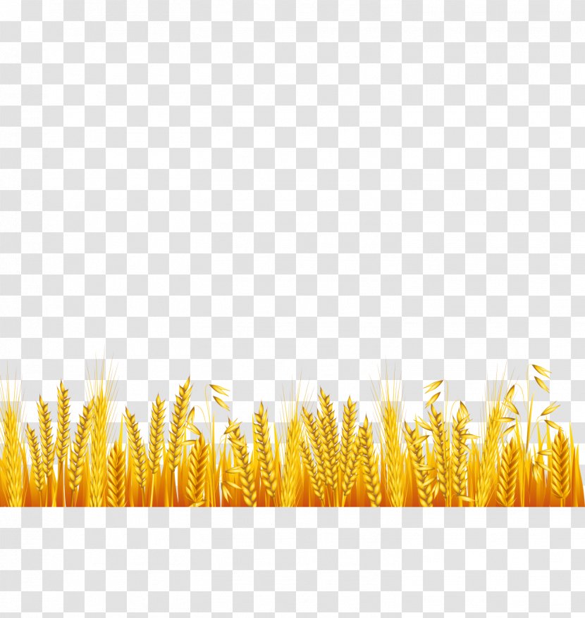 Common Wheat Ear Drawing - Yellow - Cartoon Transparent PNG
