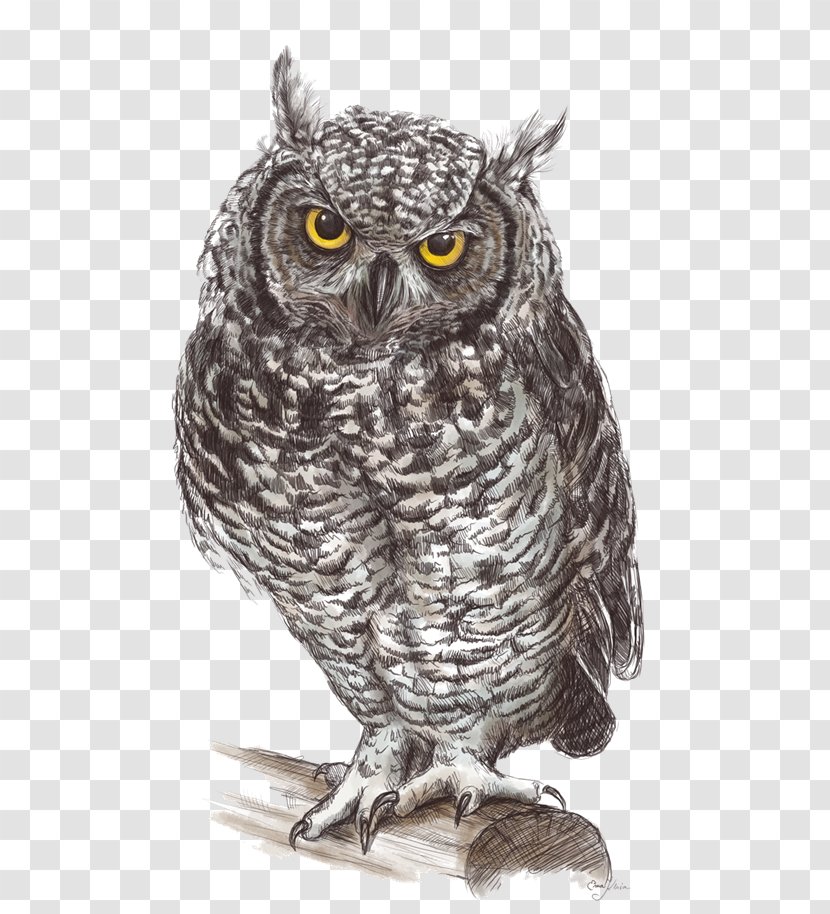 Great Grey Owl Drawing Fauna Illustration - Pic Transparent PNG