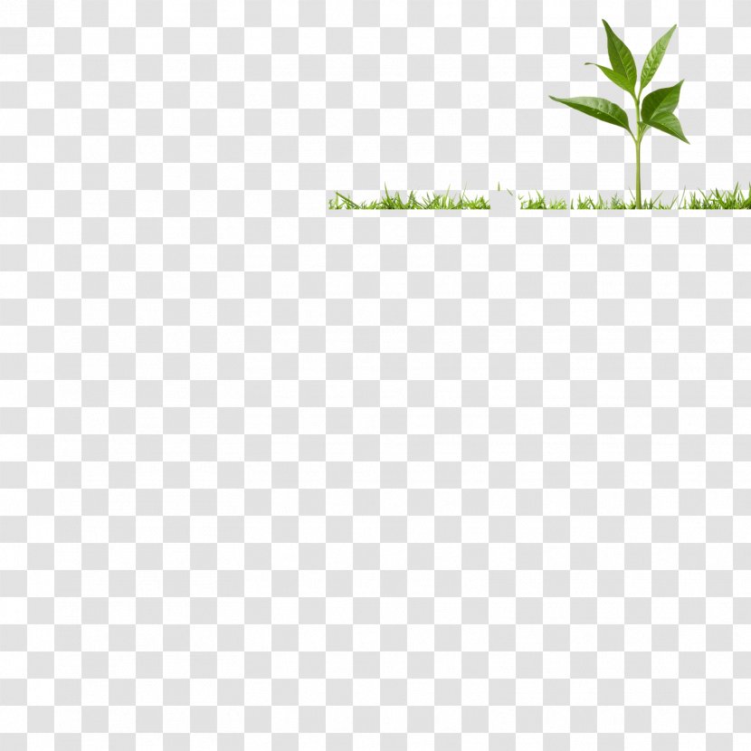 Leaf Grasses Plant Stem - Soil Profile Transparent PNG