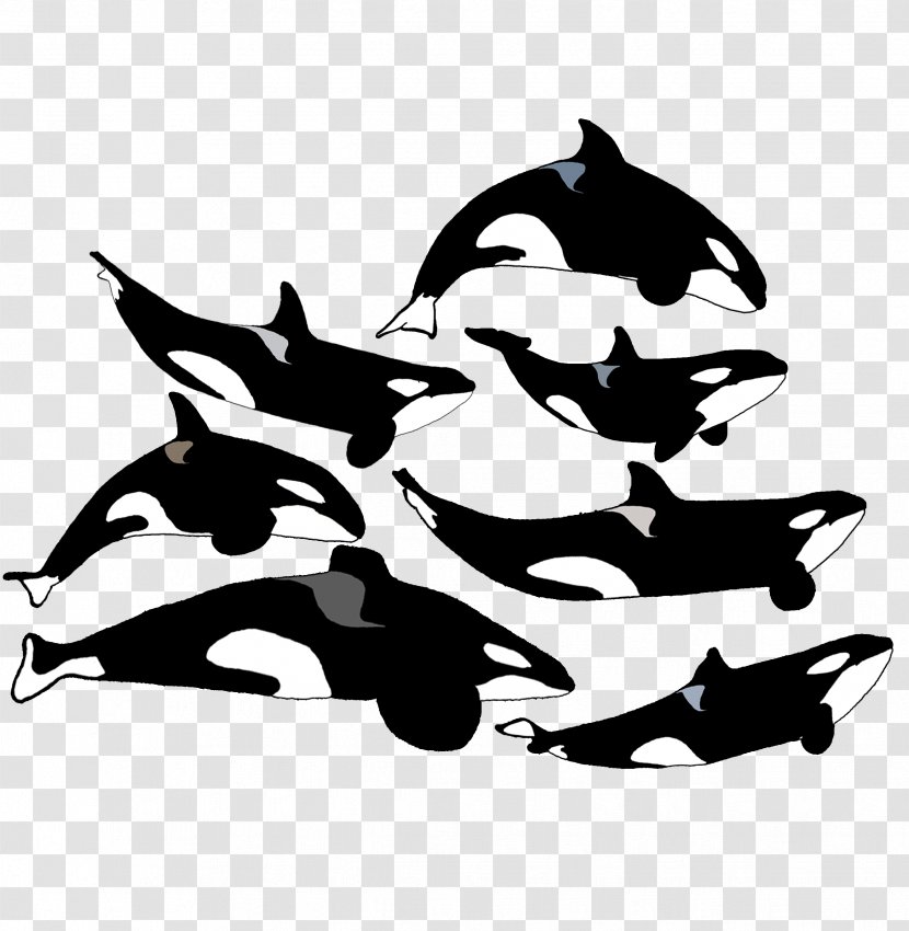 Dolphin SeaWorld Orlando Tilikum Katina Killer Whale - Vertebrate Transparent PNG