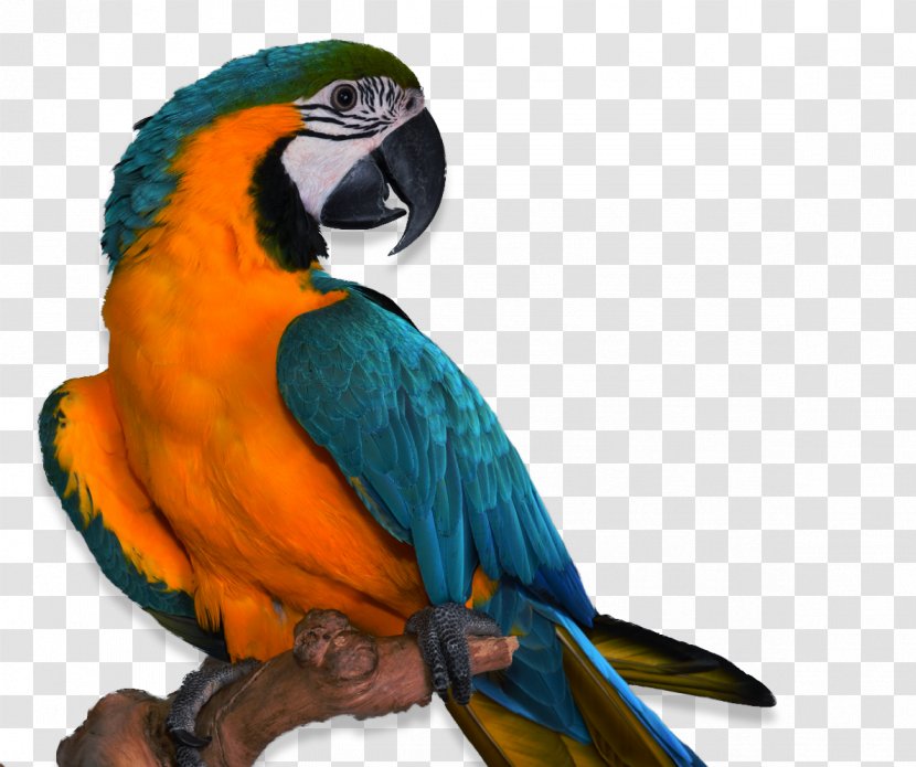 Parrots Bird Companion Parrot Pet Veterinarian - Animal Transparent PNG