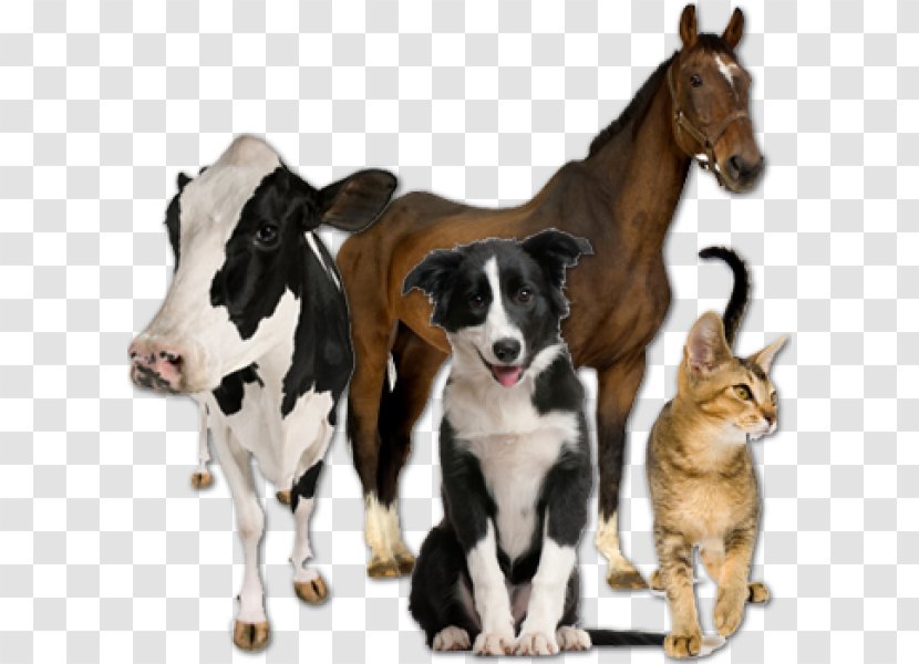Horse Veterinarian Clinique Vétérinaire Veterinary Medicine Pig - Animal Welfare Transparent PNG