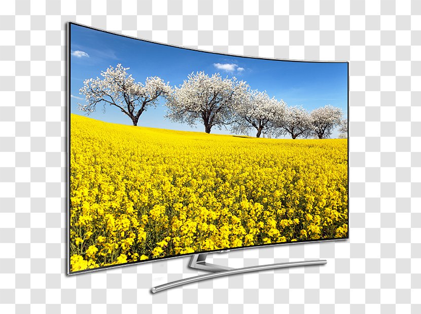 Canola Photography Landscape Television - Grass - Cashback Transparent PNG